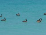 Pelicans at rest