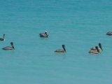 Pelicans at rest