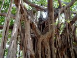 Banyan tree close up