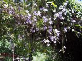 Cafe garden orchids