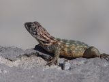 A gecko on Capone's back wall