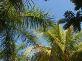 Palm trees in hotel garden