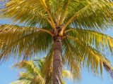 Palm tree from the ground up