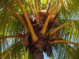 Coconuts close up
